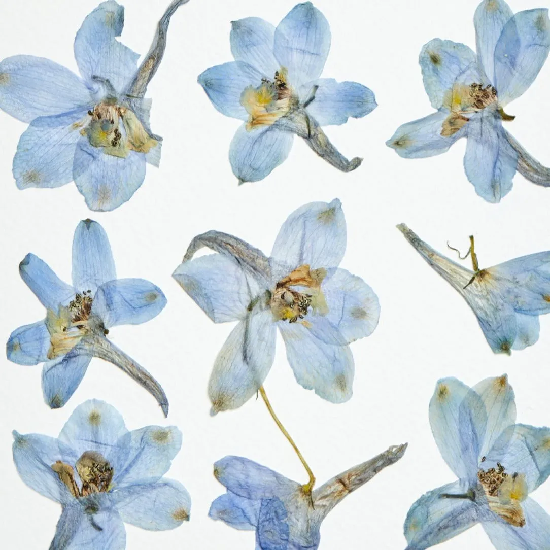 Horti Blú herbier encadré 21x30 dauphinelle