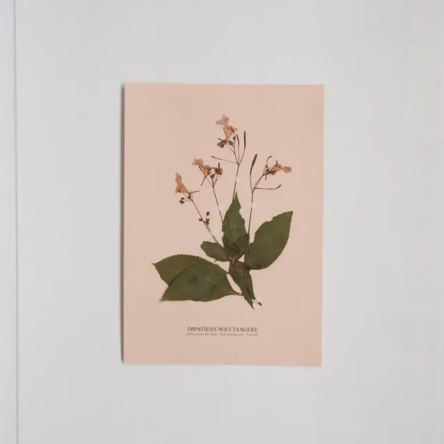 Horti Planche botanique N°04 herbier encadré 21x30 archive