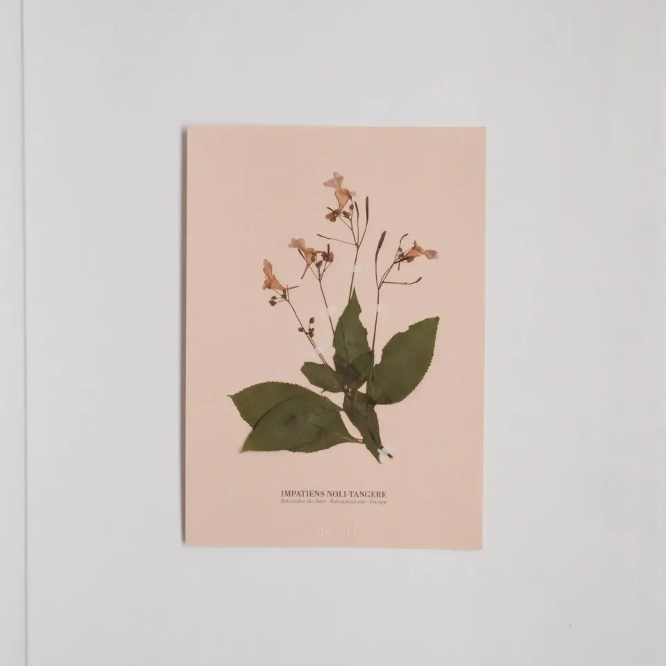 Horti Planche botanique N°04 herbier encadré 21x30 archive