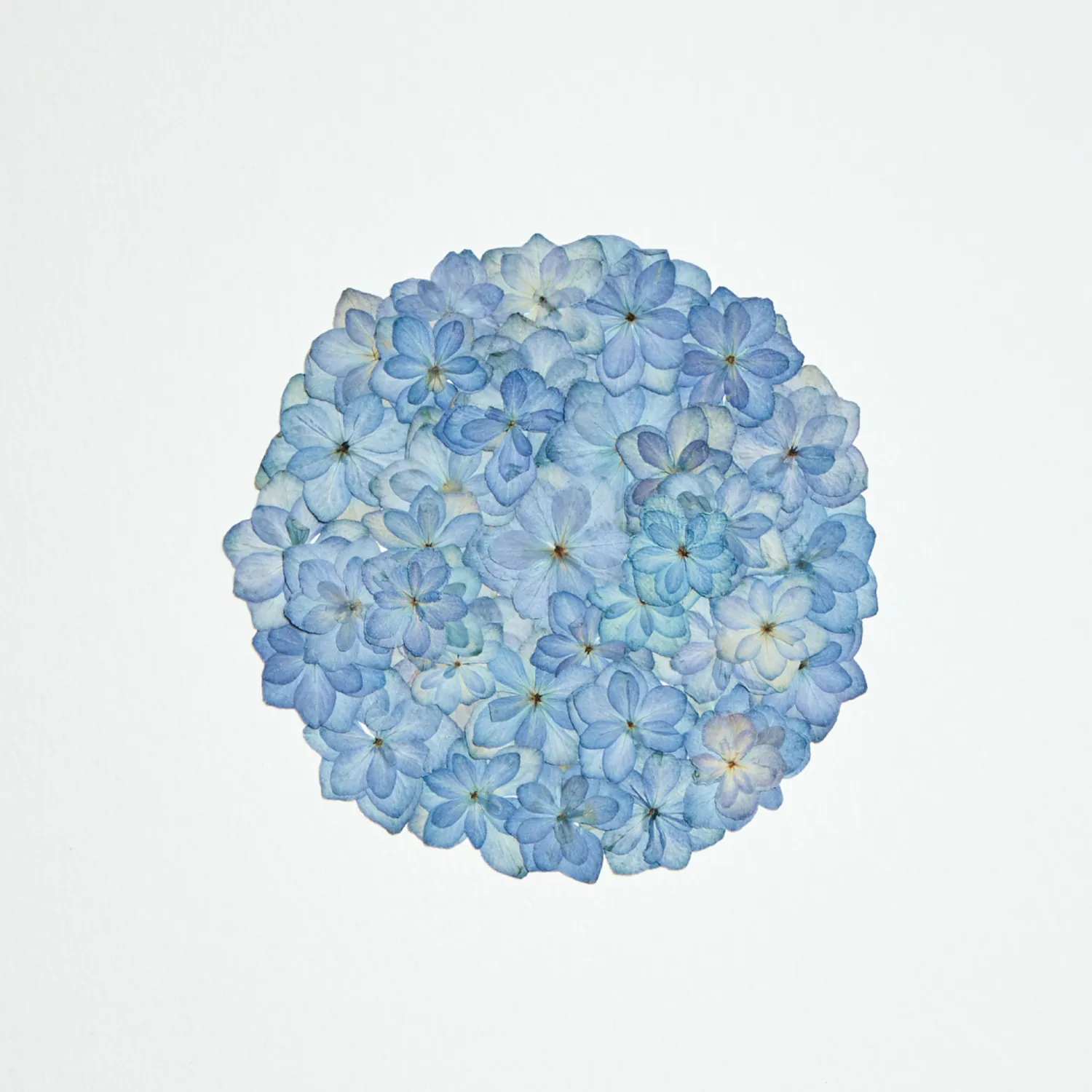 Horti Nano herbier encadré 21x30cm hortensia