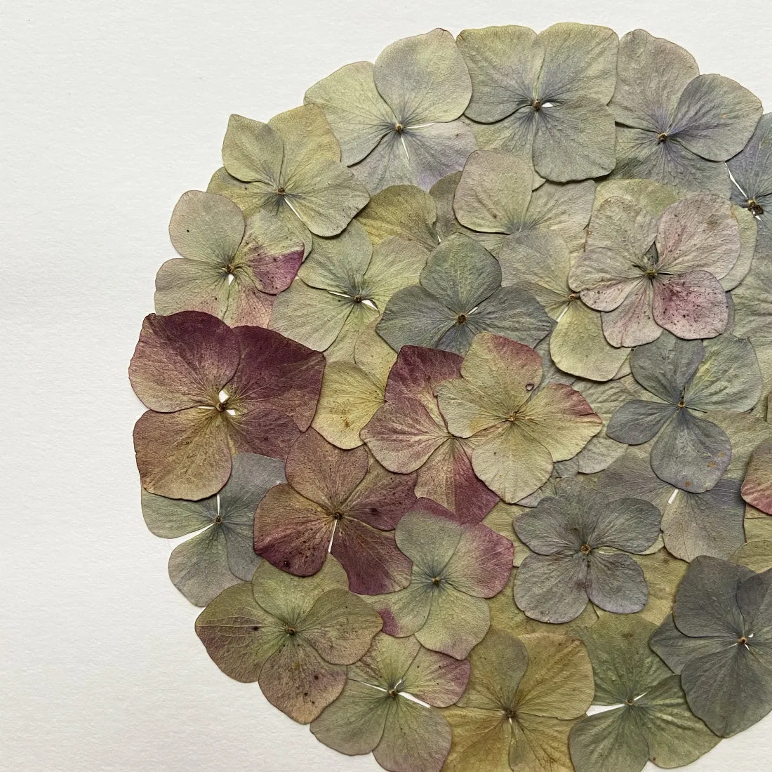 Horti GÙLO herbier 30x40 cm hortensia