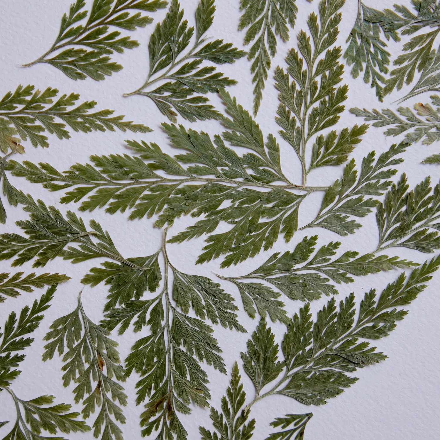 Horti Lumon herbier encadré 21x30cm fougère