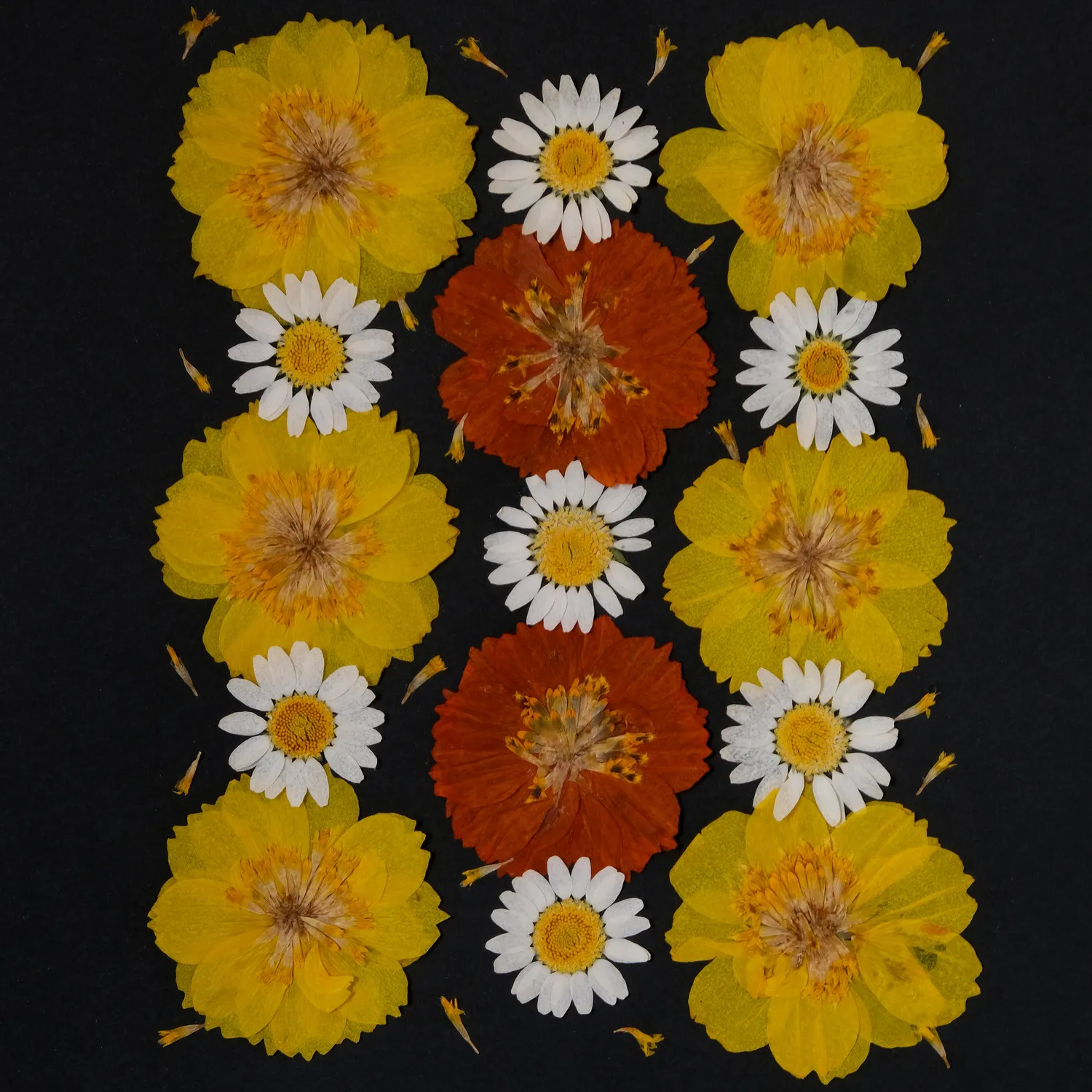 Horti Kiri herbier encadré 21x30 cosmos