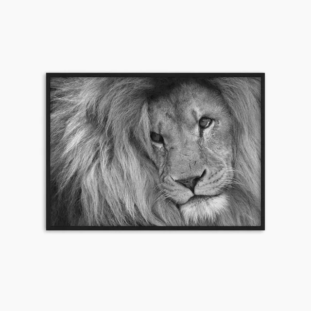 Any Image Lion King in B&W photo encadrée 100x140 noir