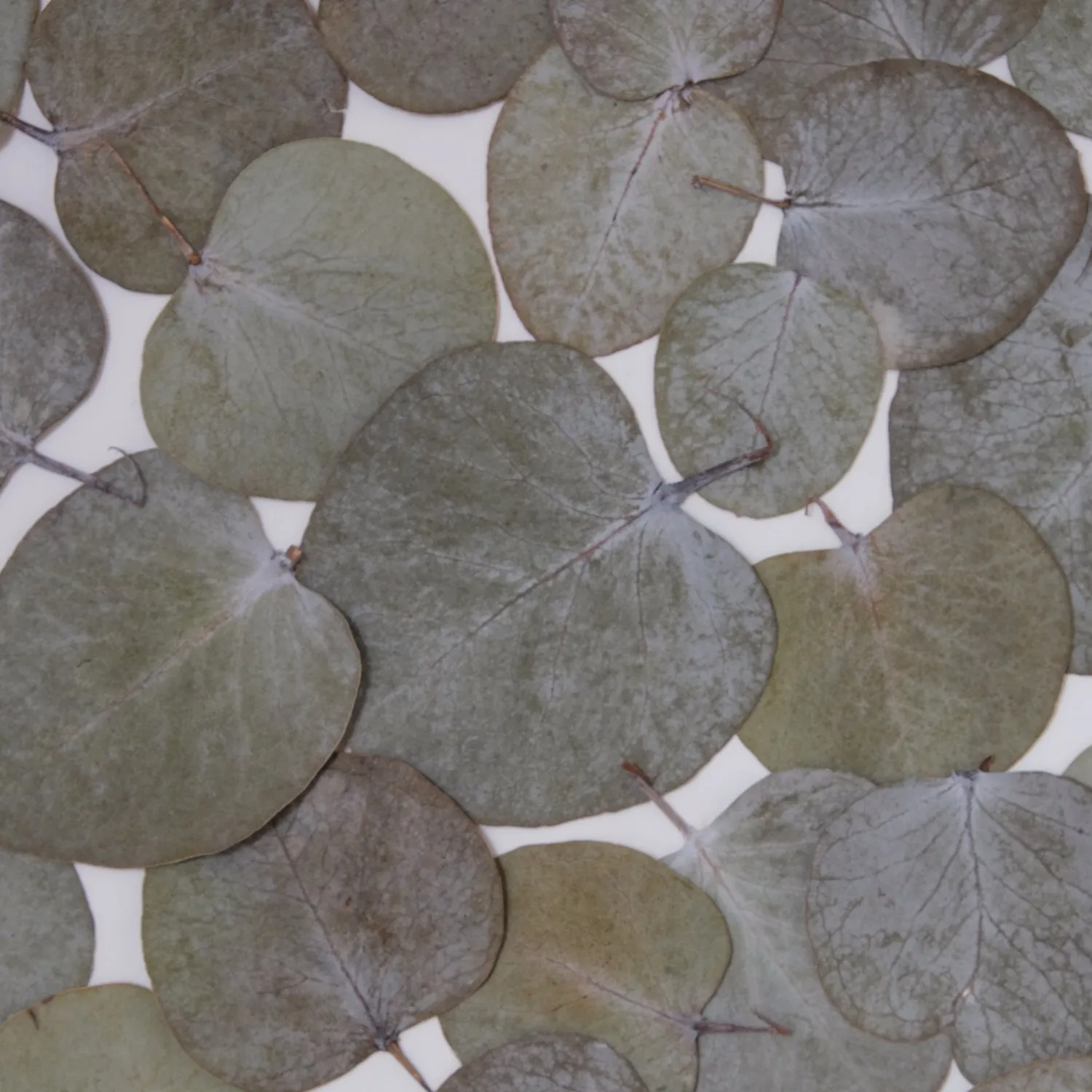 Horti Tuk herbier encadré 30x40 eucalyptus