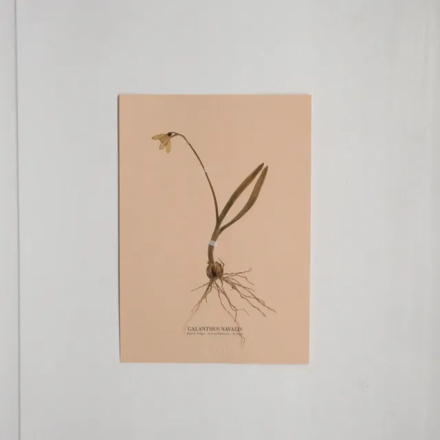 Horti Planche botanique N°01 herbier 21x30 cm encadré
