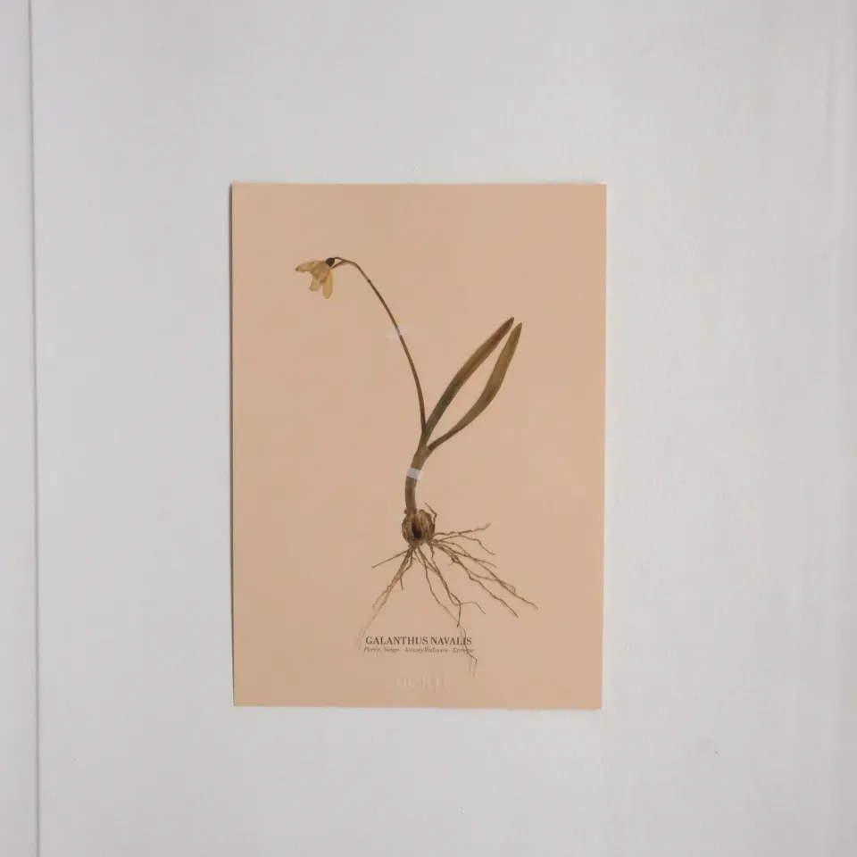 Horti Planche botanique N°01 herbier 21x30 cm encadré