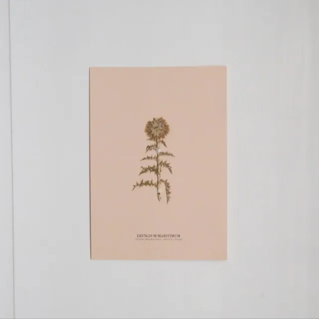 Horti Planche botanique N°02 herbier encadré 21x30 archive