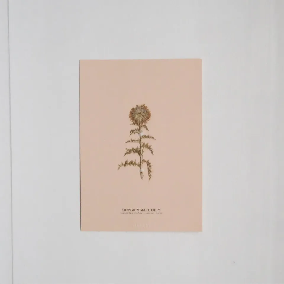 Horti Planche botanique N°02 herbier encadré 21x30 archive