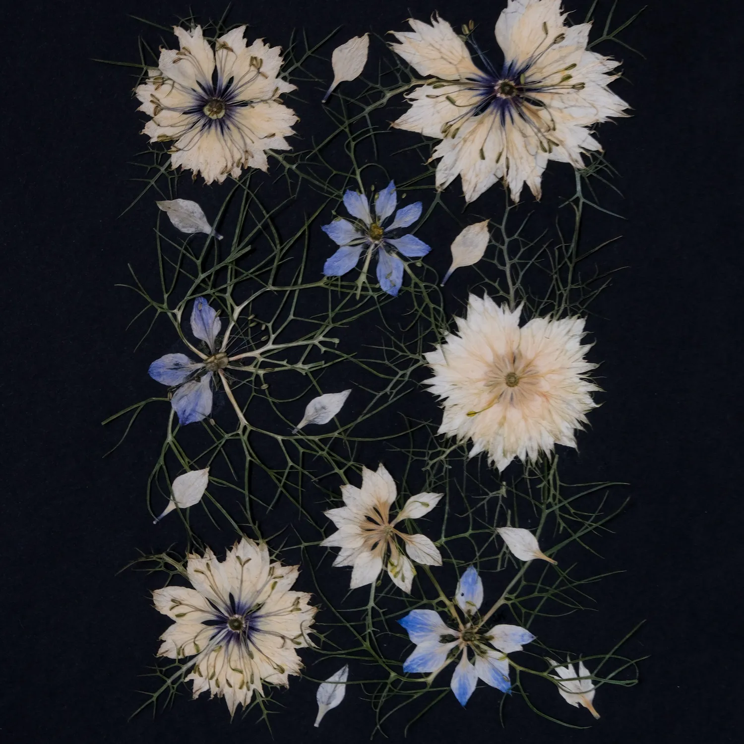 Horti KAL herbier 21x30 cm nigelle