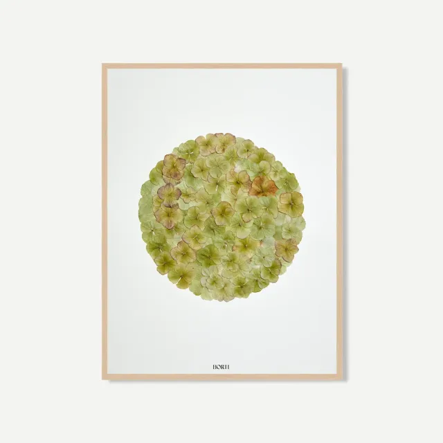 Horti Psí herbier 30x40 cm hortensia encadré