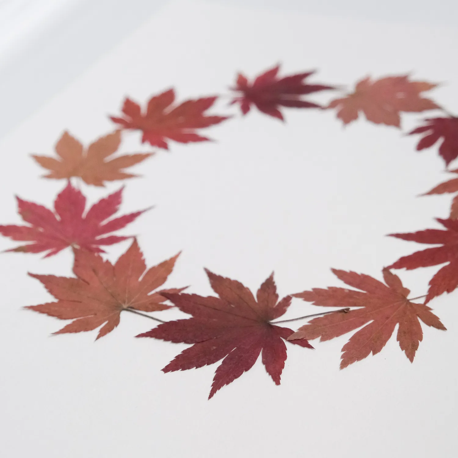 Horti Maple herbier encadré 30x40 érable