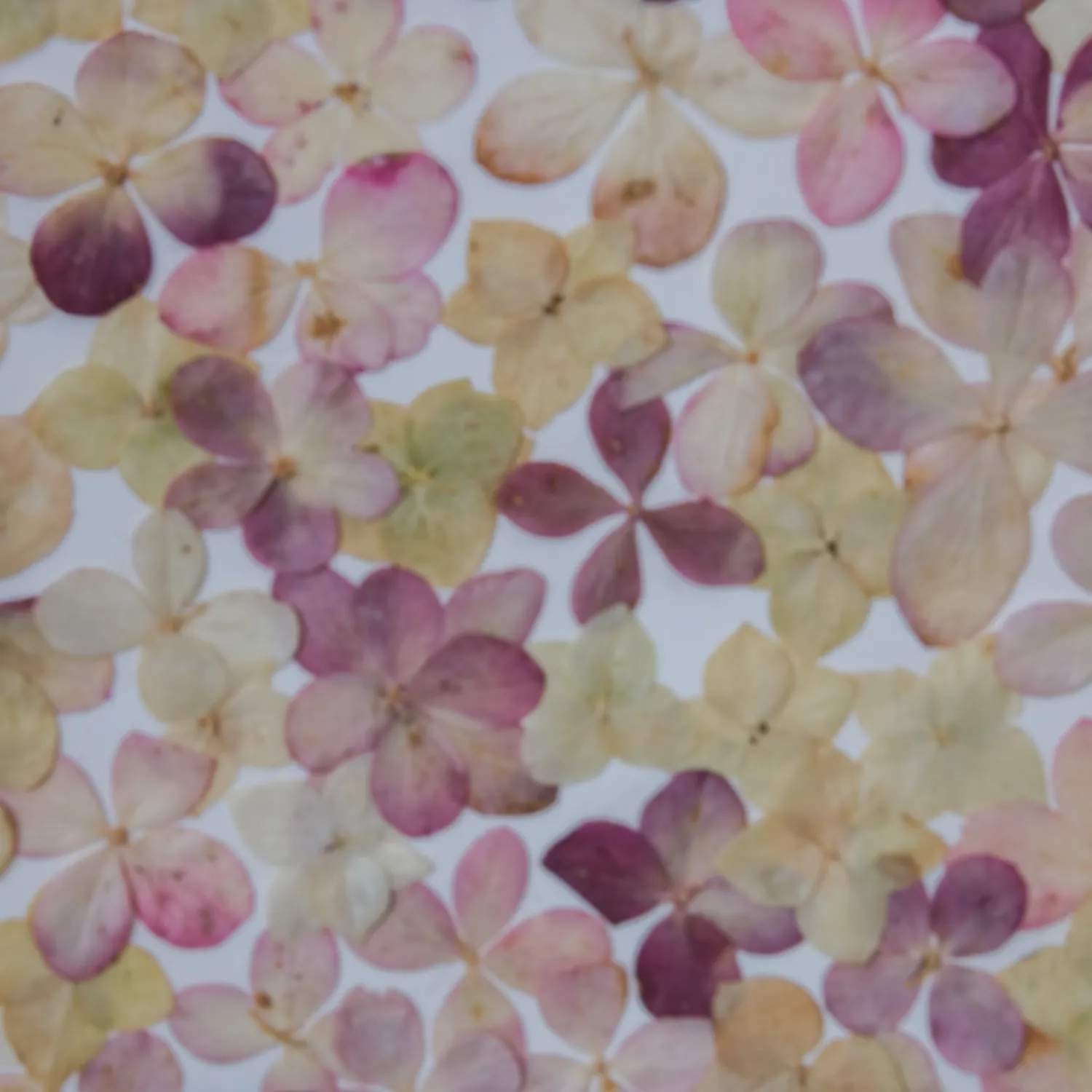Horti Elfi herbier encadré 30x40 cm hortensia
