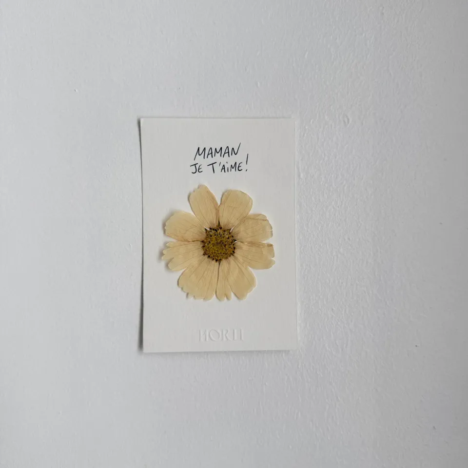 Horti Mum mini herbier encadré 10x15 cm cosmos