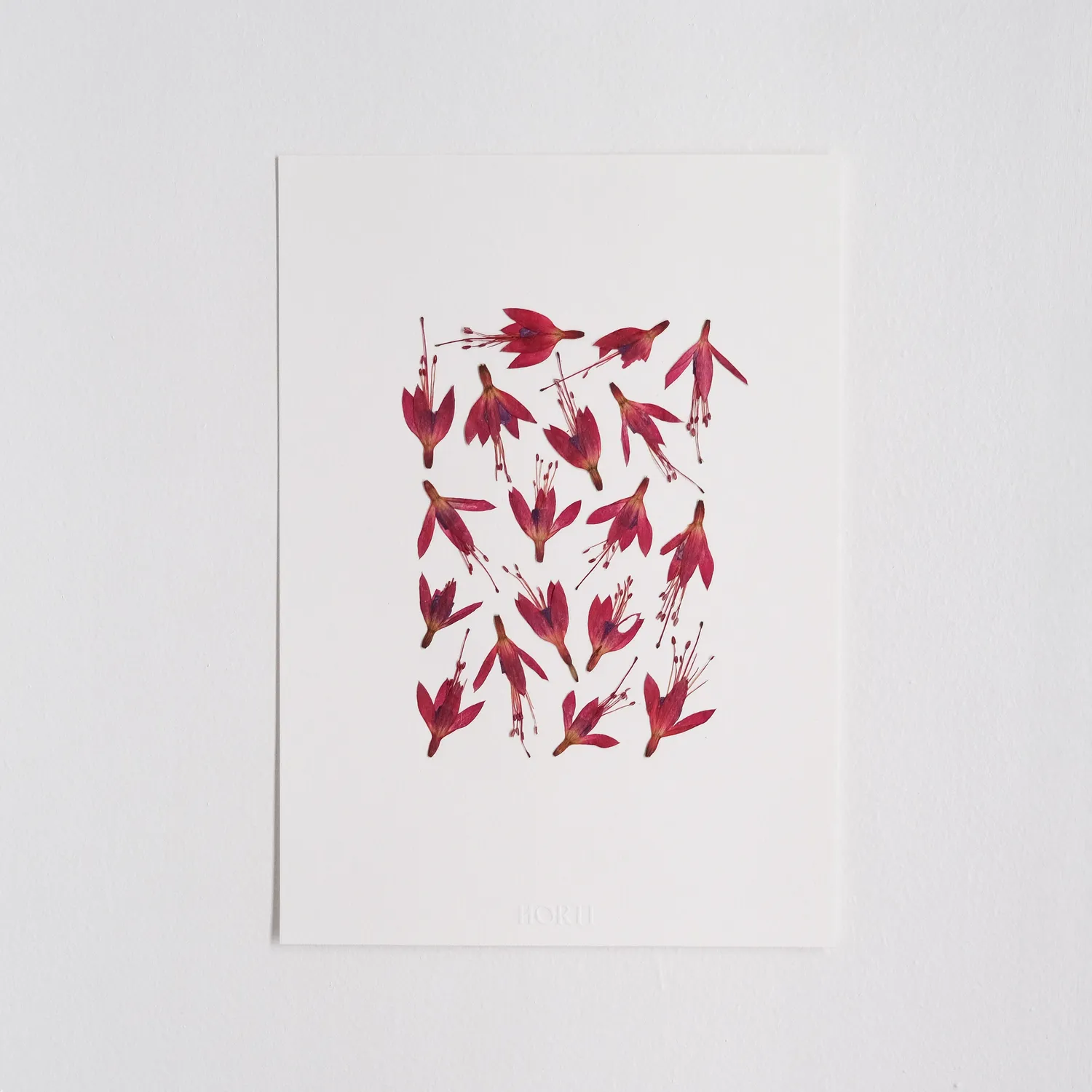 Horti Wasø herbier encadré 21x30 fuchsia