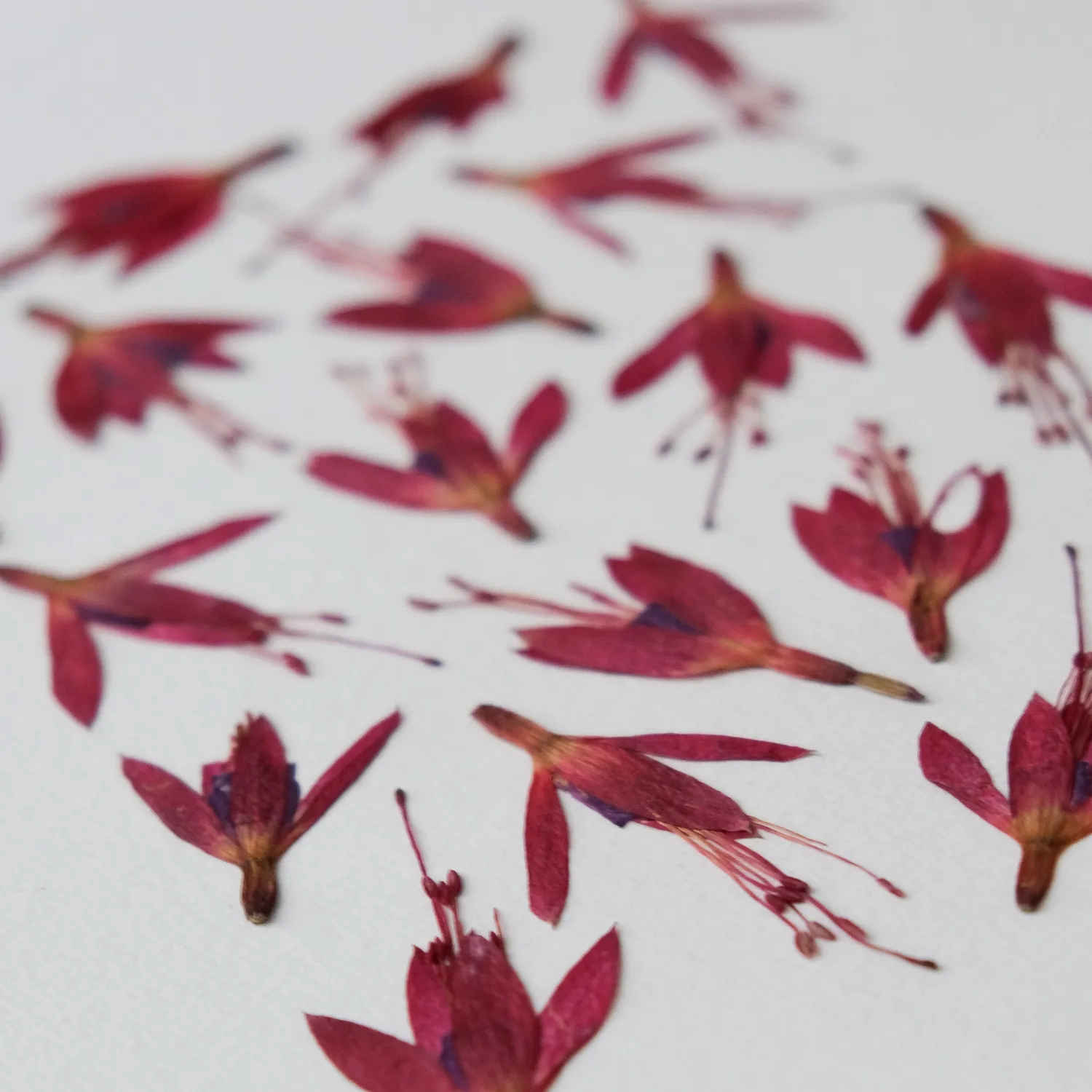 Horti Wasø herbier encadré 21x30 fuchsia