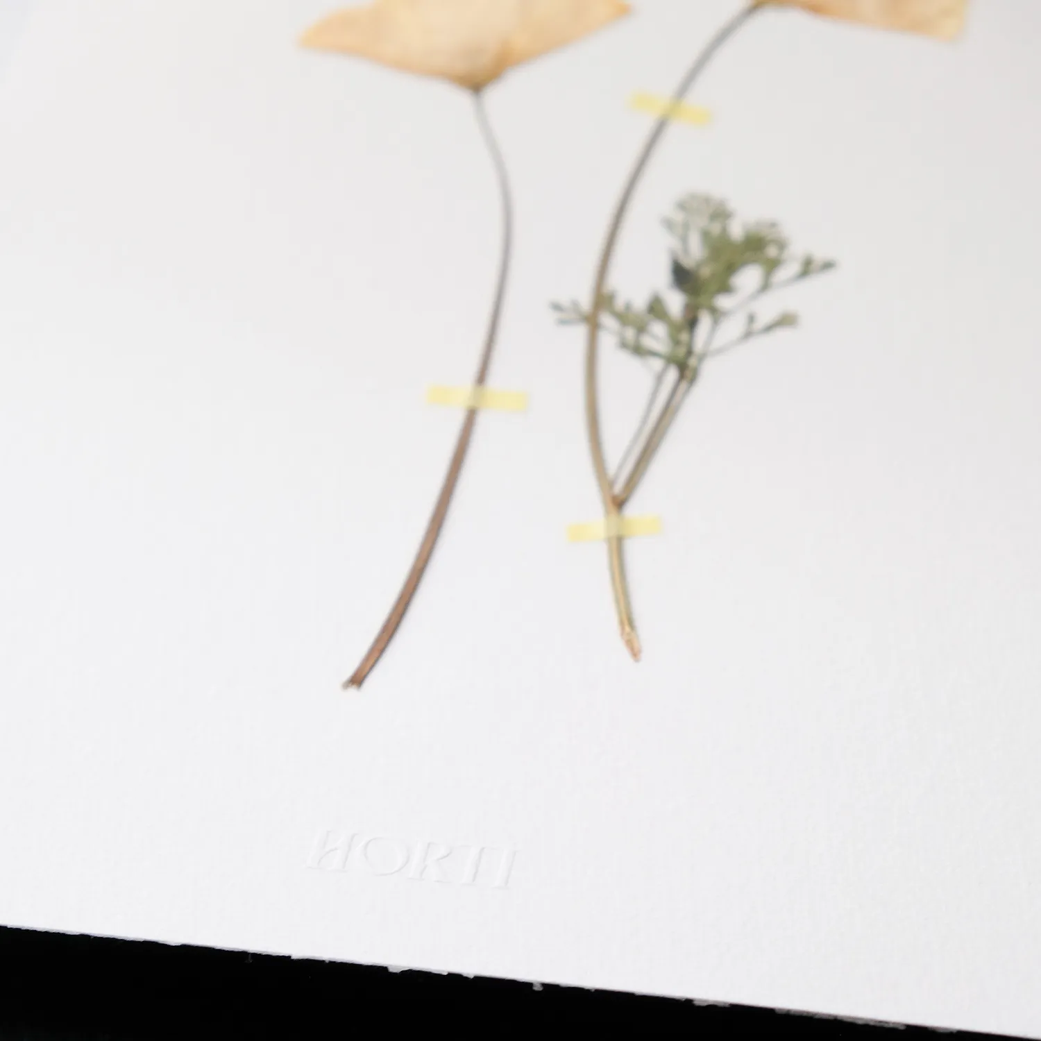 Horti Cali herbier encadré 21x30 pavots